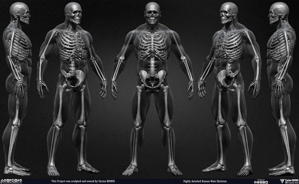 Highly Detailed Human Skeleton 3D Model sculpted by Yacine BRINIS 004