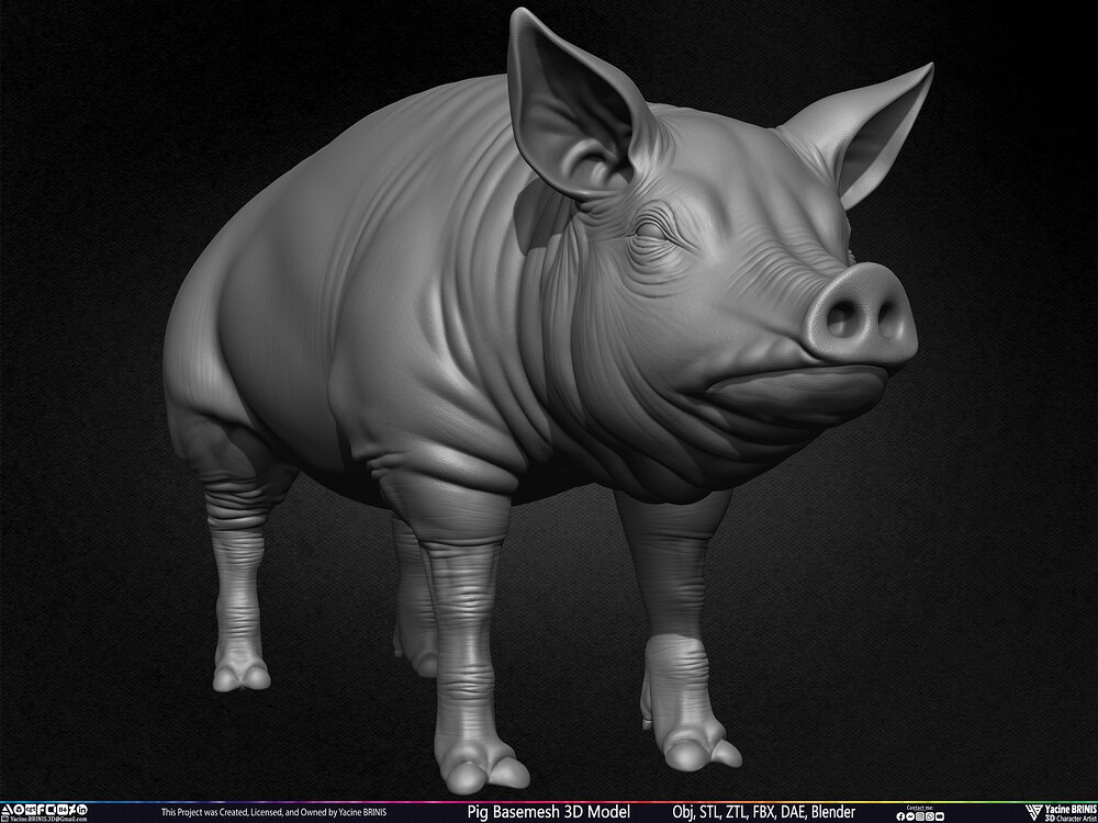Pig Basemesh 3D Model Animal Anatomy Sculpted by Yacine BRINIS Set 006