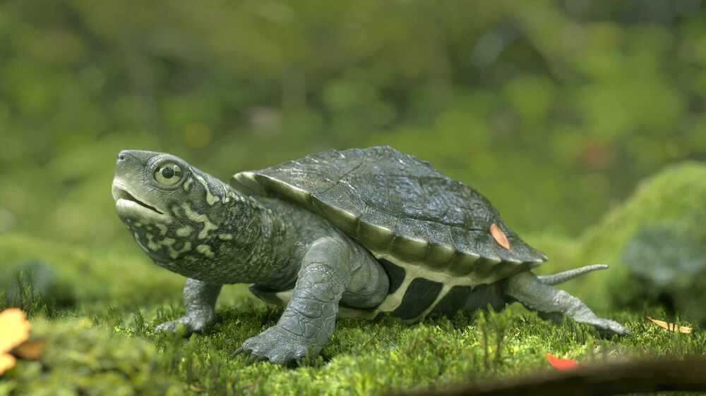 turtle_v02
