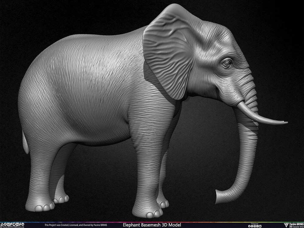 Elephant Basemesh 3D Model Animal Sculpted by Yacine BRINIS Set 002