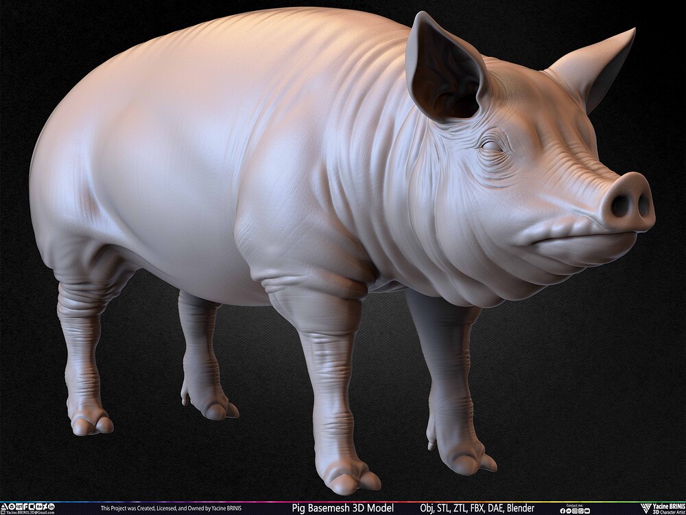 Pig Basemesh 3D Model Animal Anatomy Sculpted by Yacine BRINIS Set 029