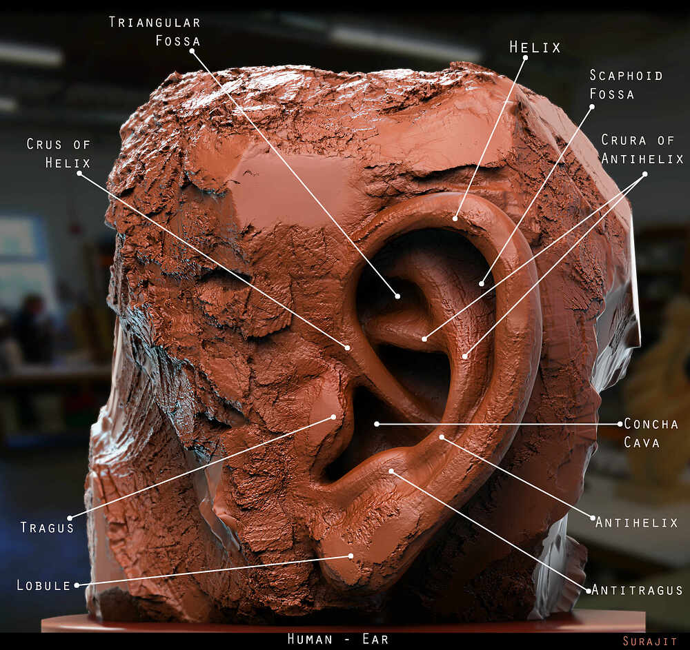 Human_Ear_Digital_Sculpture_SurajitSen_Jan2024