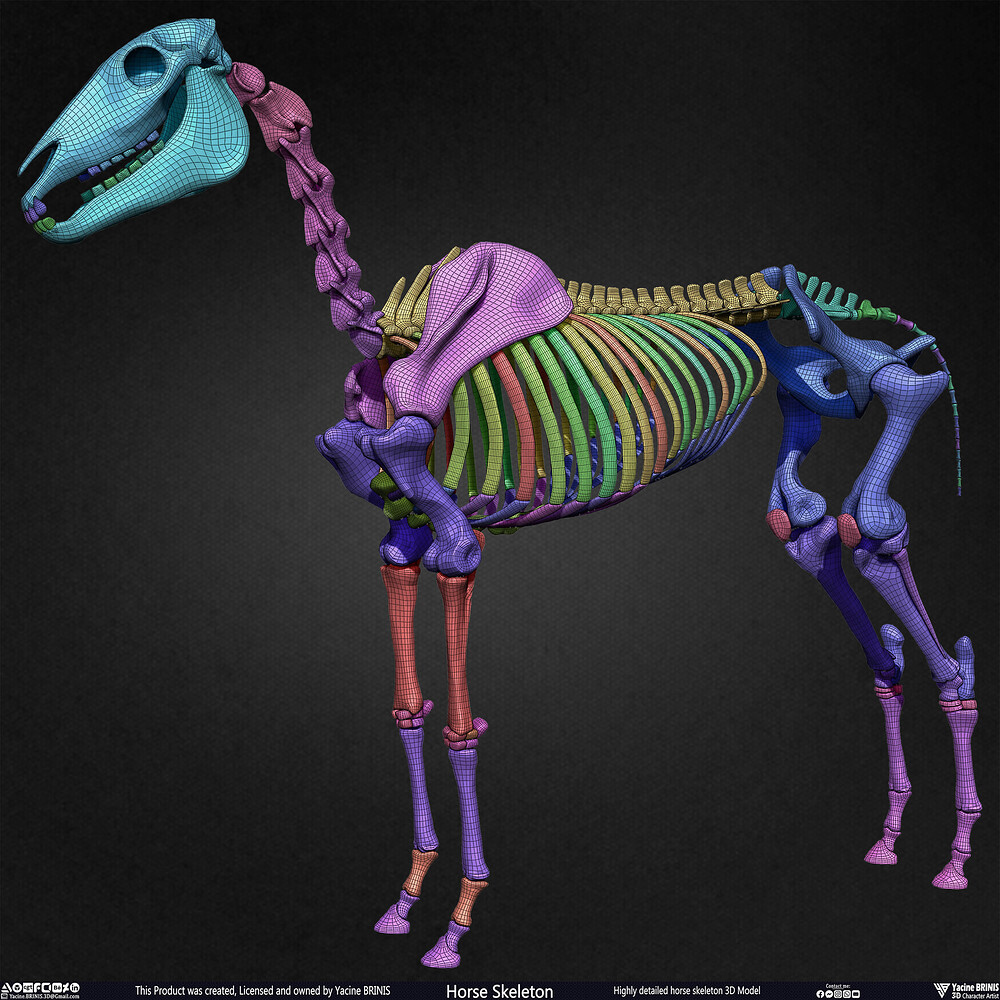 Highly Detailed Horse Skeleton 3D Model Sculpted by Yacine BRINIS Set 063