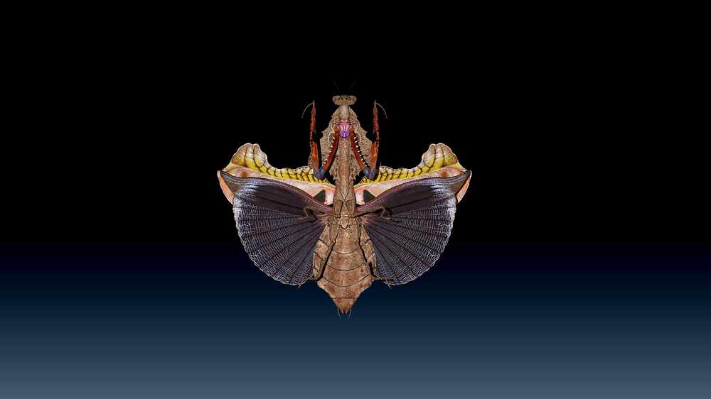 BPR_Composite_005
