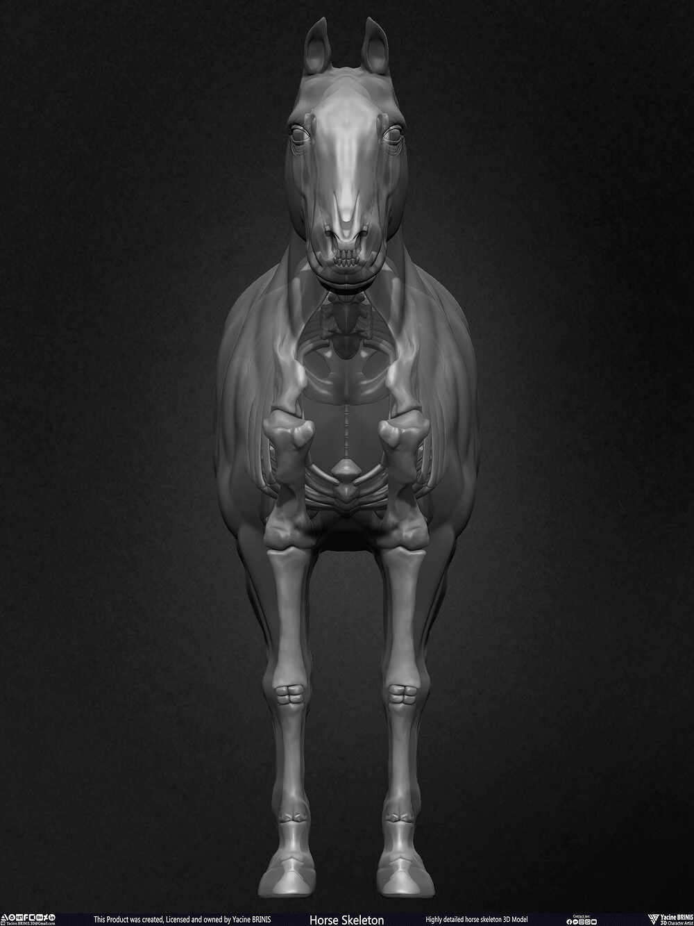 Highly Detailed Horse Skeleton 3D Model Sculpted by Yacine BRINIS Set 050