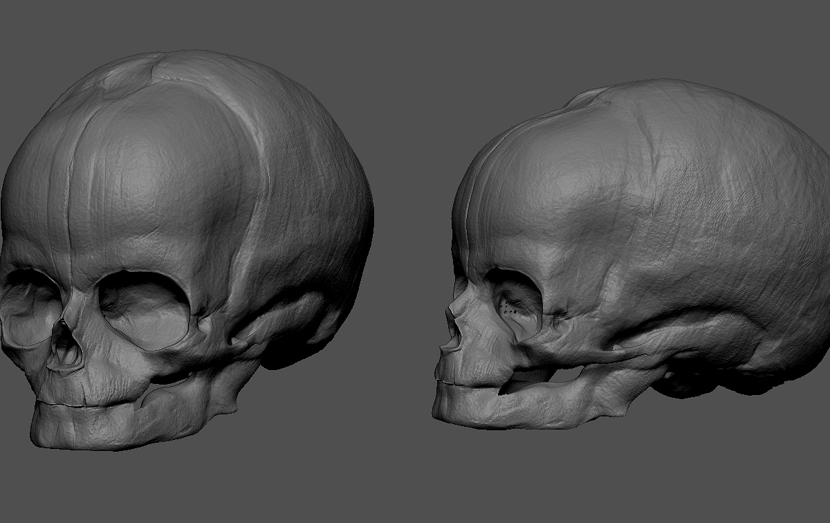 Foetal Skull Study Zbrush.jpg