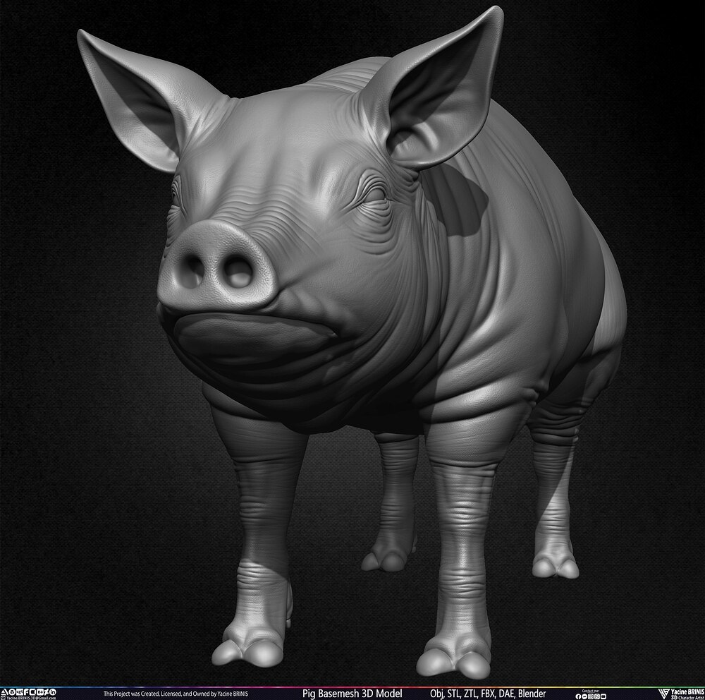 Pig Basemesh 3D Model Animal Anatomy Sculpted by Yacine BRINIS Set 011