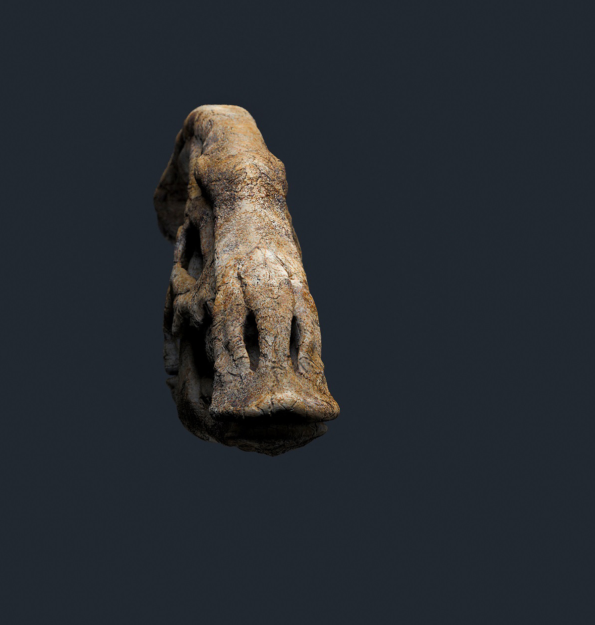 parasaurolophus_skull_adjustments2_small.jpg