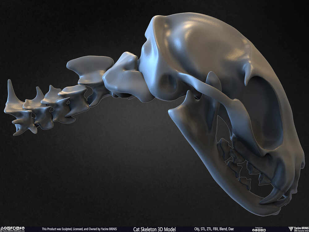 Highly Detailed Cat Skeleton 3D Model Sculpted by Yacine BRINIS Set 033