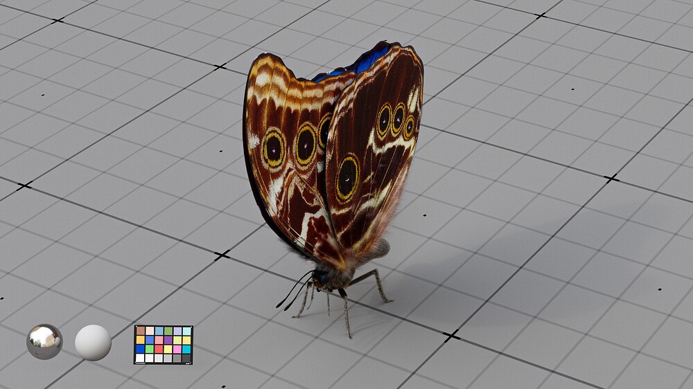 Blue_Morpho_06