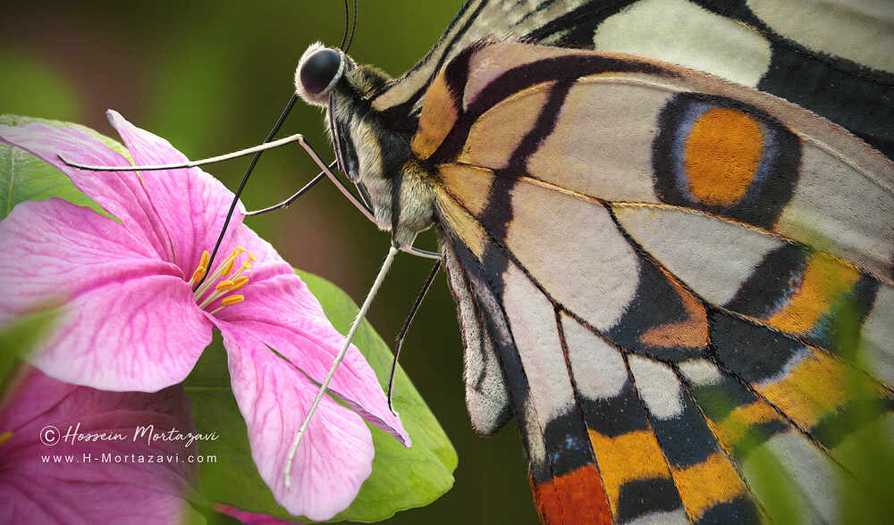 Butterfly_02-www.h-mortazavi.com