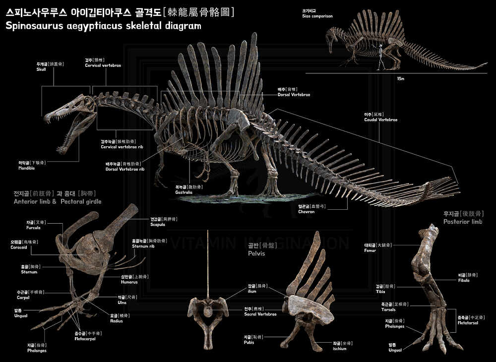 spinosaurus skeleton diagram