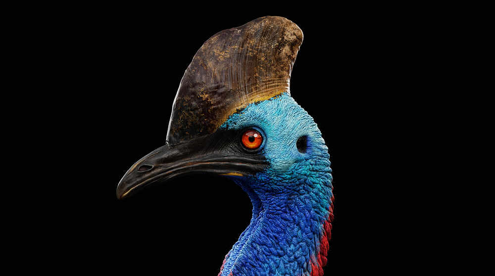 cassowary_01