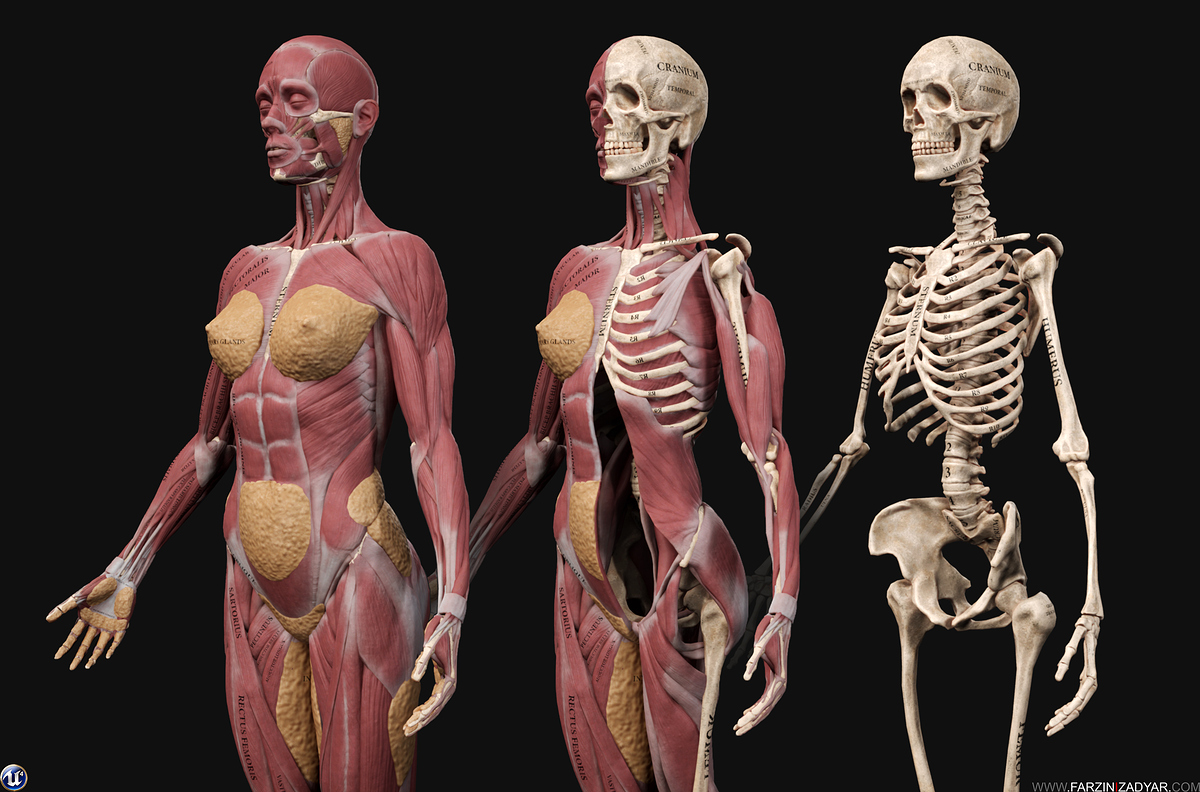 Farzin_Izadyar_Female_Anatomy_Kit_Inner01