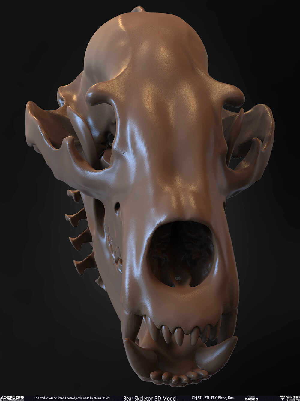 Bear Skeleton 3D Model Sculpted by Yacine BRINIS Set 035