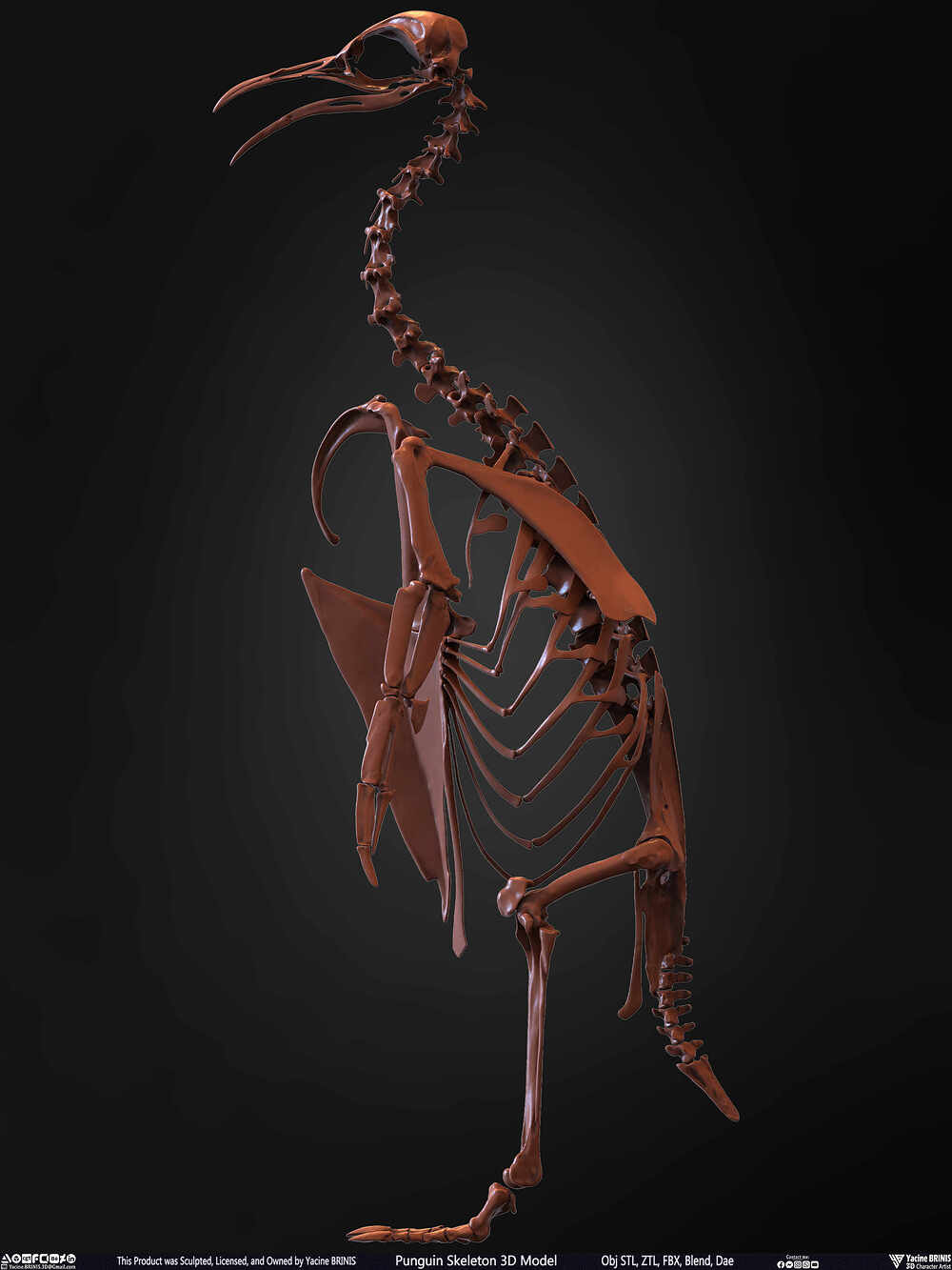Punguin Skeleton 3D Model Sculpted by Yacine BRINIS Set 009