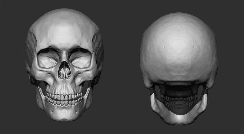 skeleton all angle