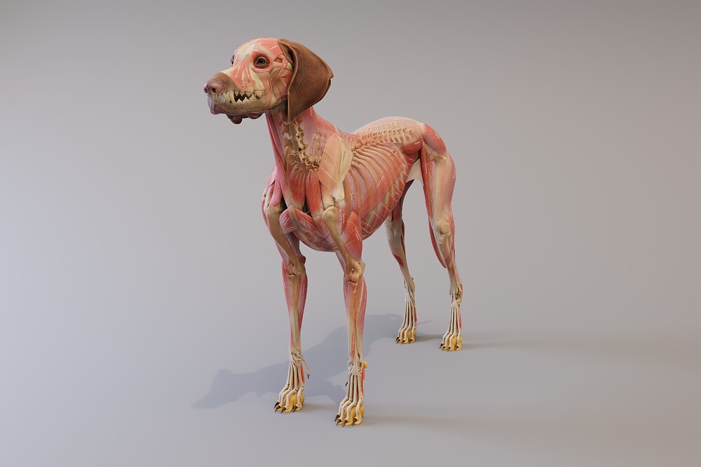 canine_ecorche_frontSide_blend_4k