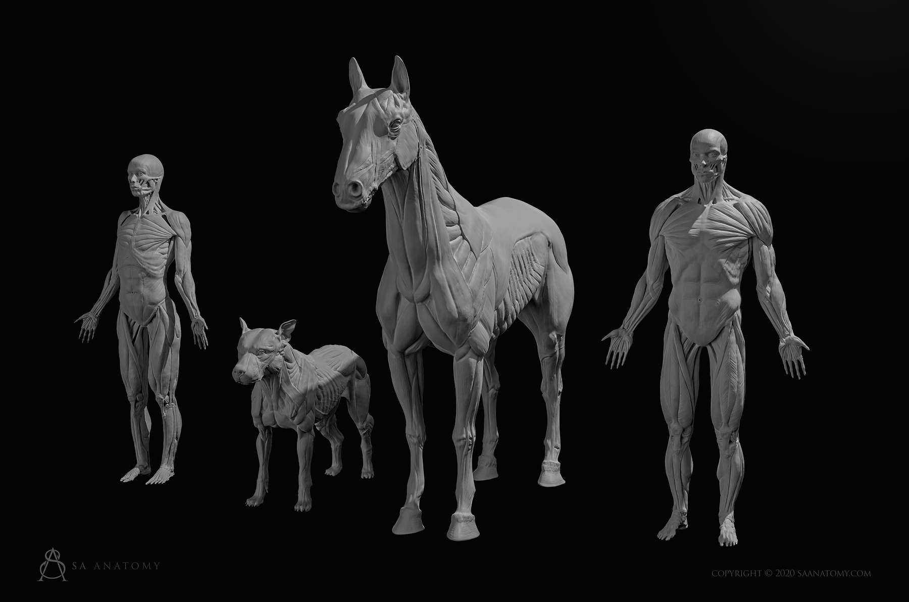 Human & Animal anatomy figures ZBrushCentral