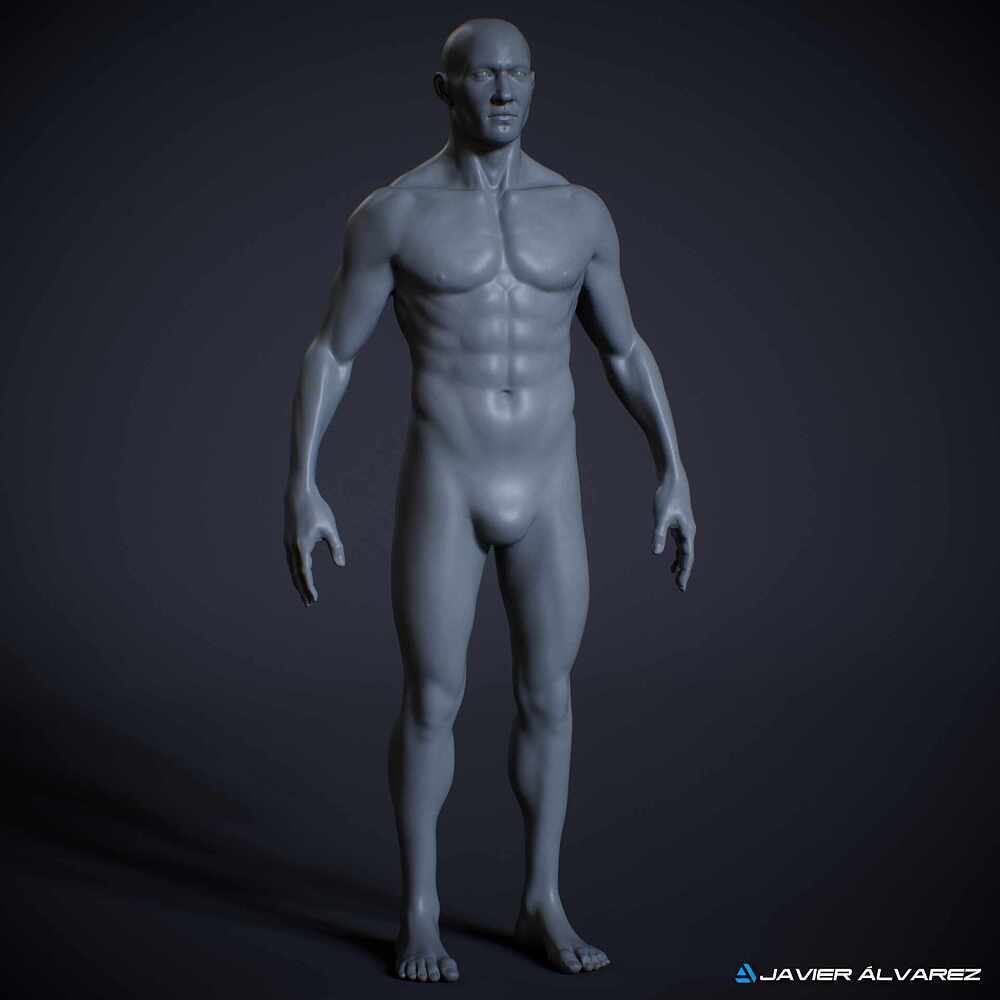 MaleAnatomyJAlvarez_3