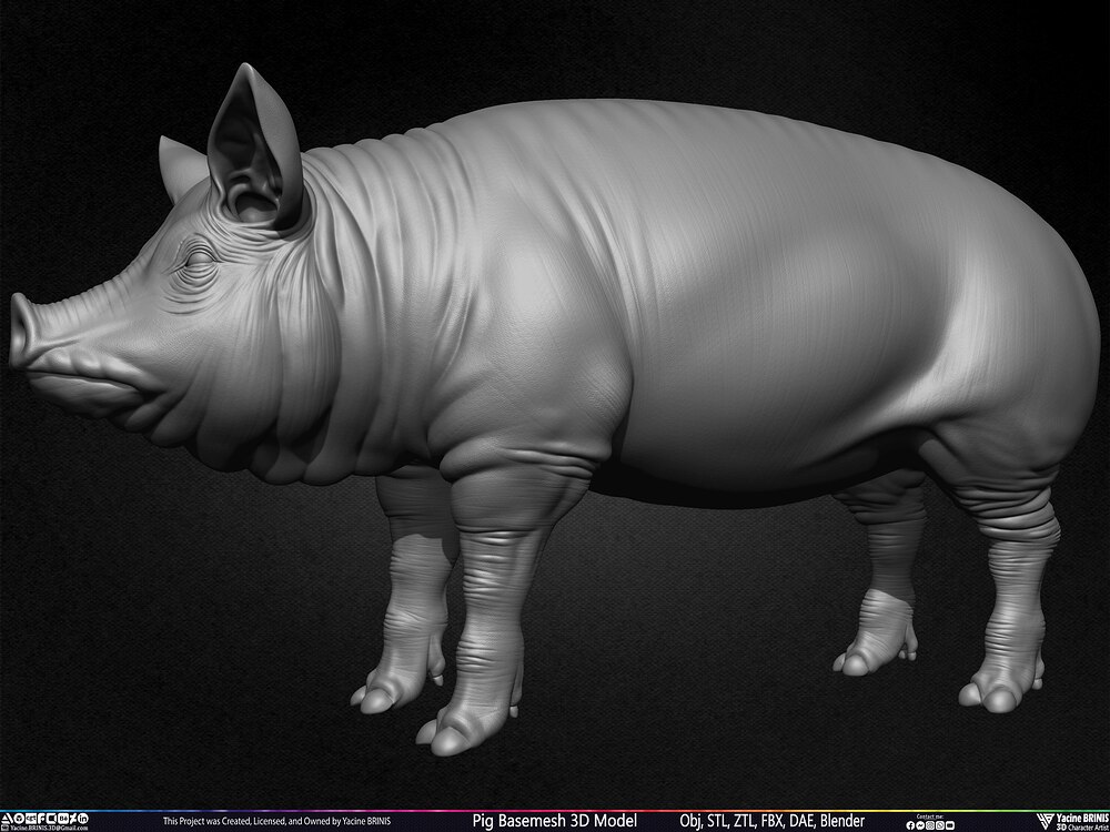 Pig Basemesh 3D Model Animal Anatomy Sculpted by Yacine BRINIS Set 015