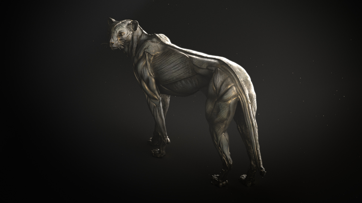 cheetahHalf4K02v05