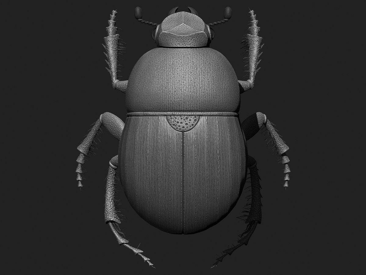 Bug%20Top