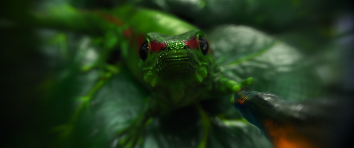 gecko_final2