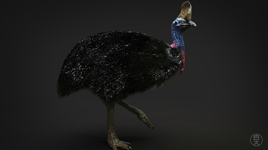Cassowary 3