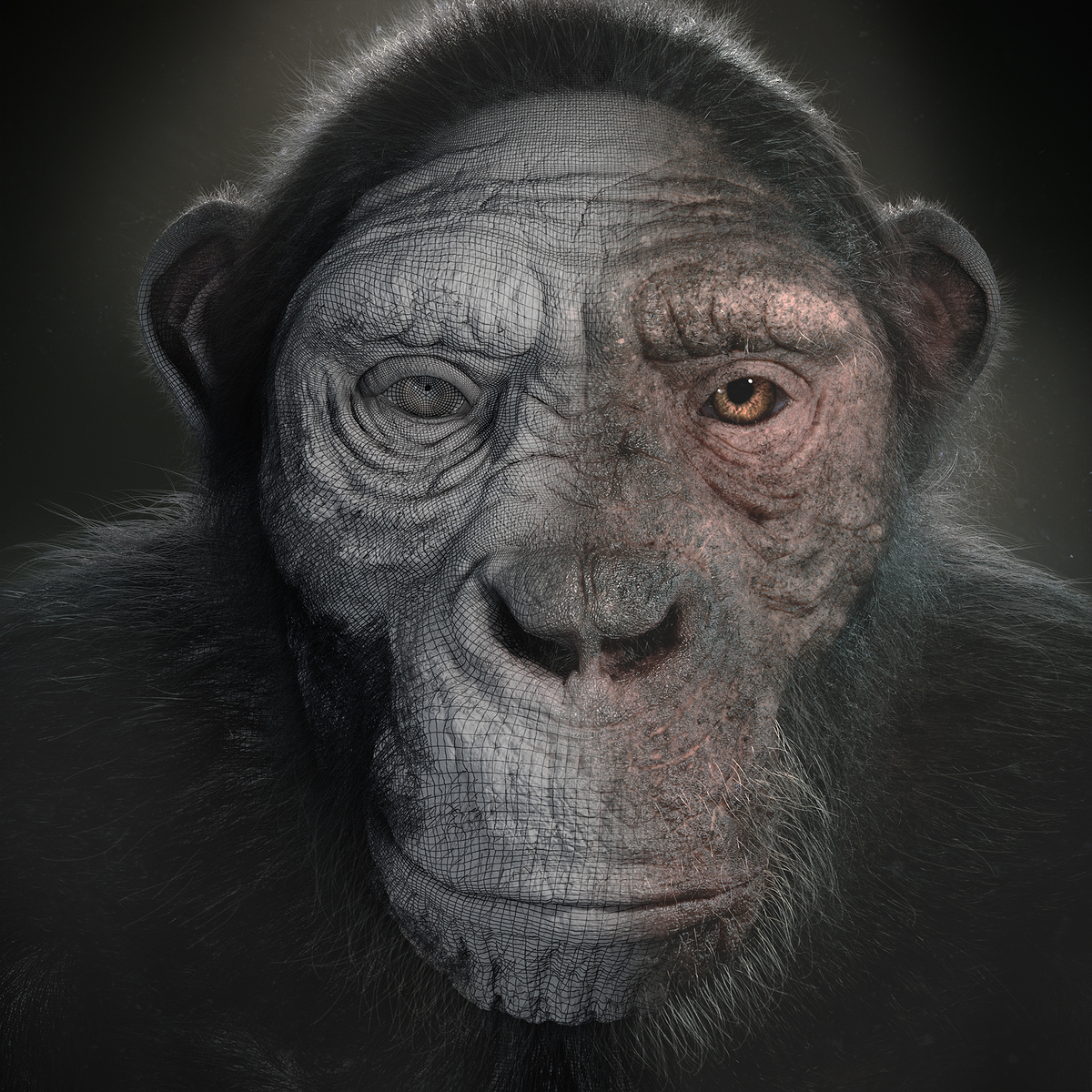 1-Chimp-Frontt-wire
