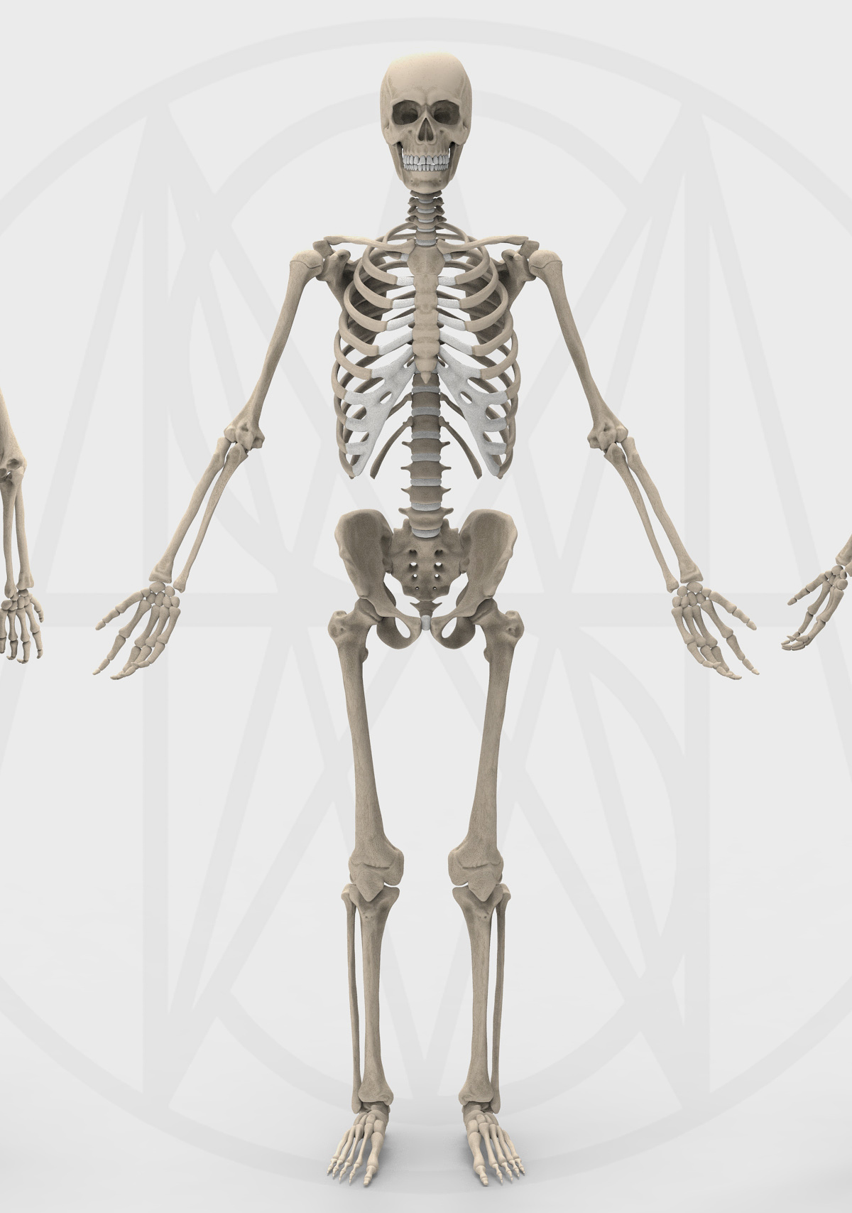 SkeletonColor 1.jpg