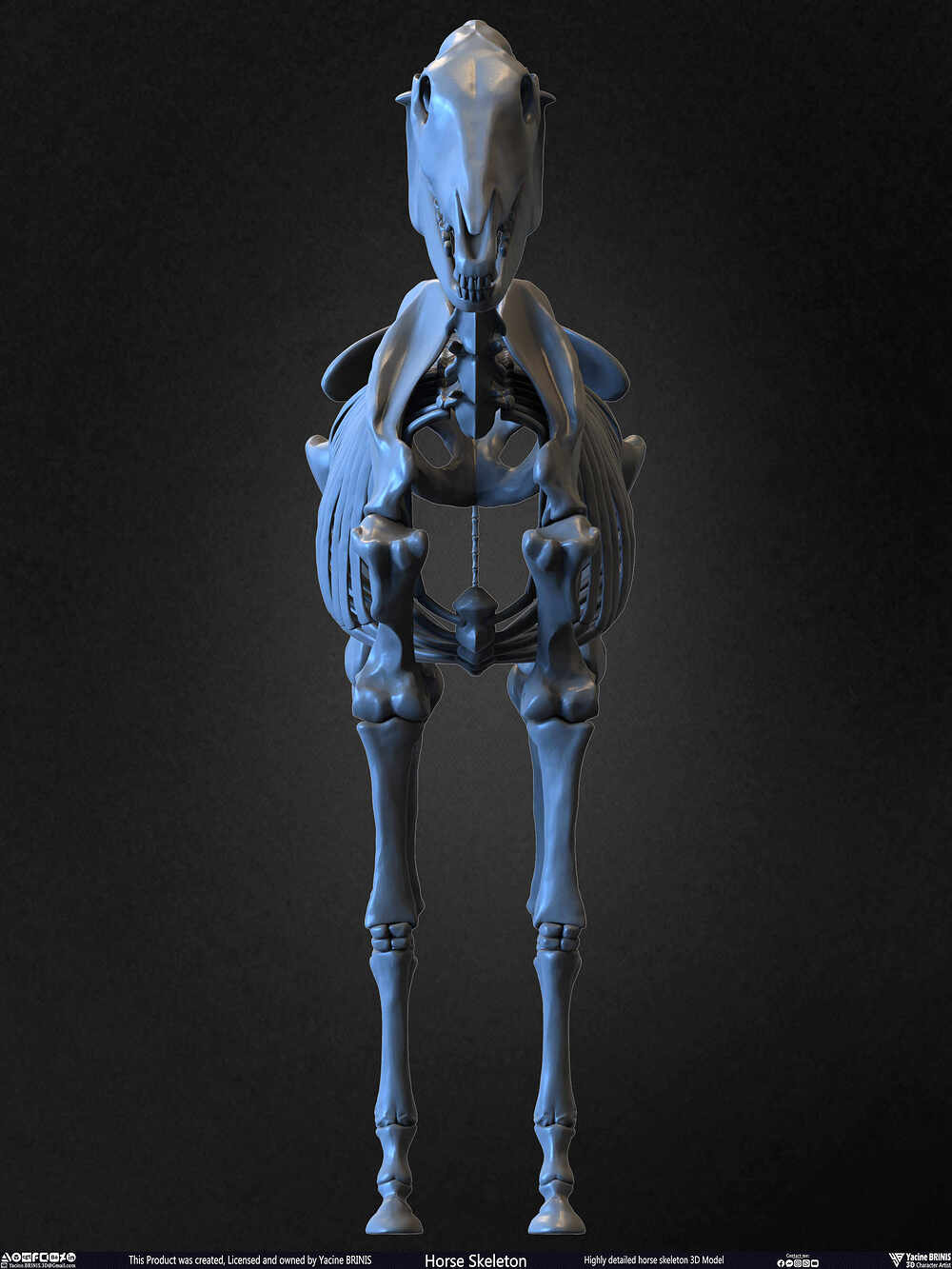 Highly Detailed Horse Skeleton 3D Model Sculpted by Yacine BRINIS Set 021