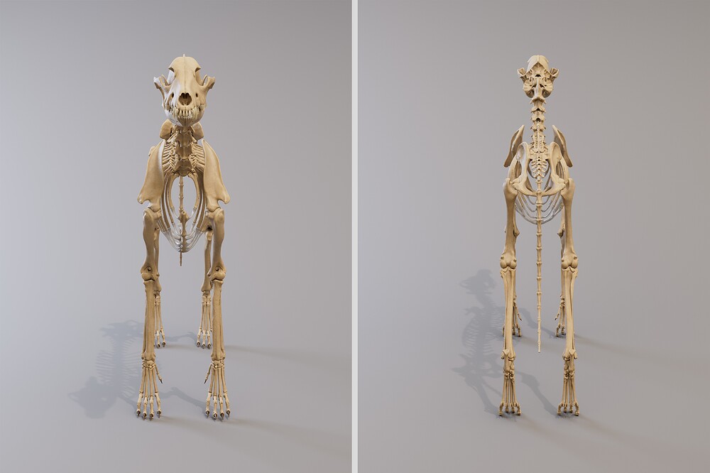 canine_skeleton_front_back_4k
