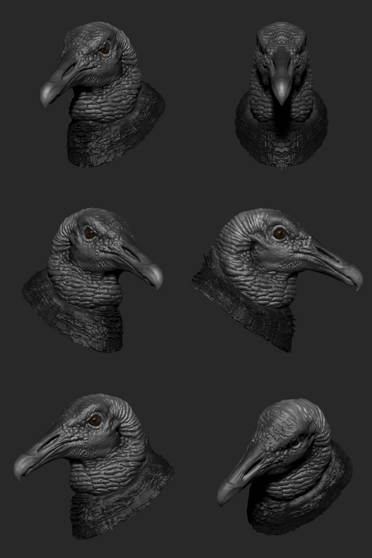 Black%20vulture