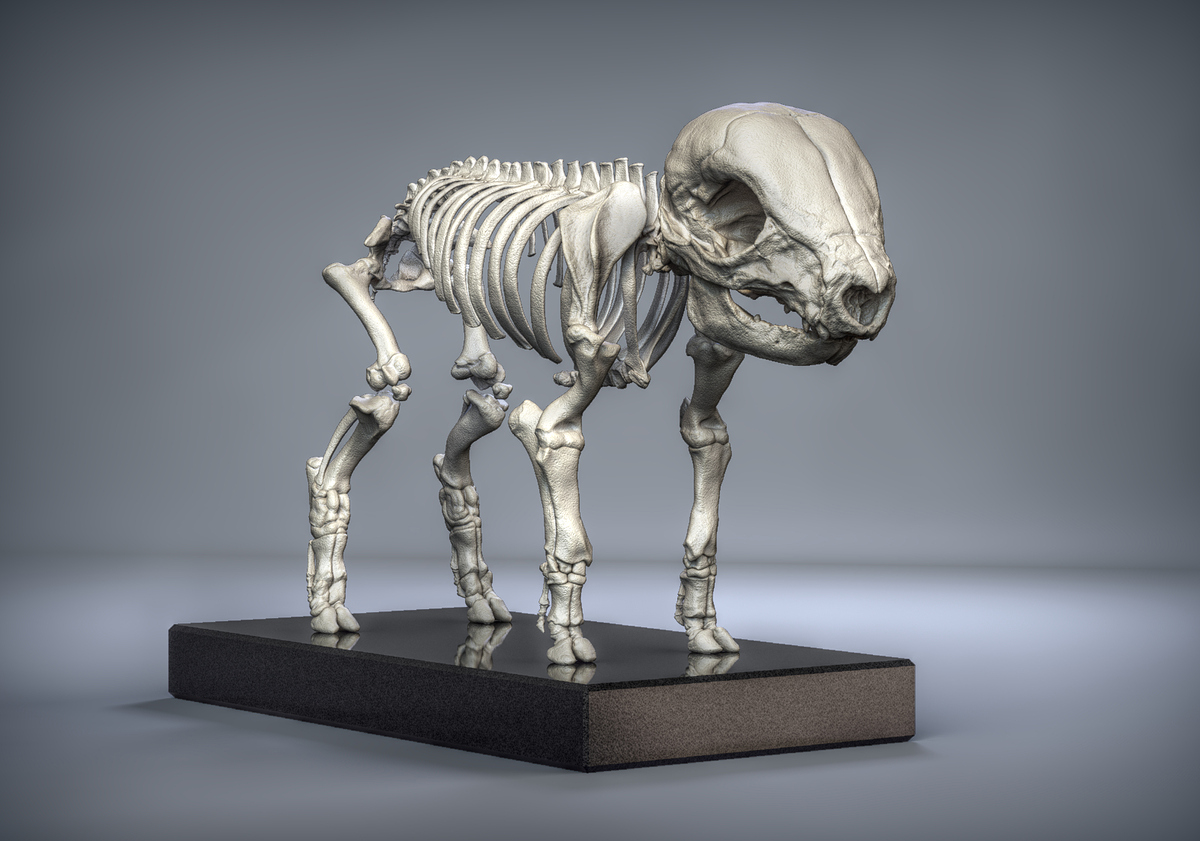 Skeleton_TQ_new