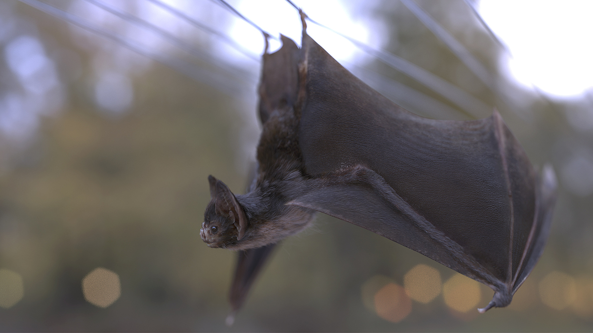 Bat_ENVLight6k_side2_Beauty_RESIZED