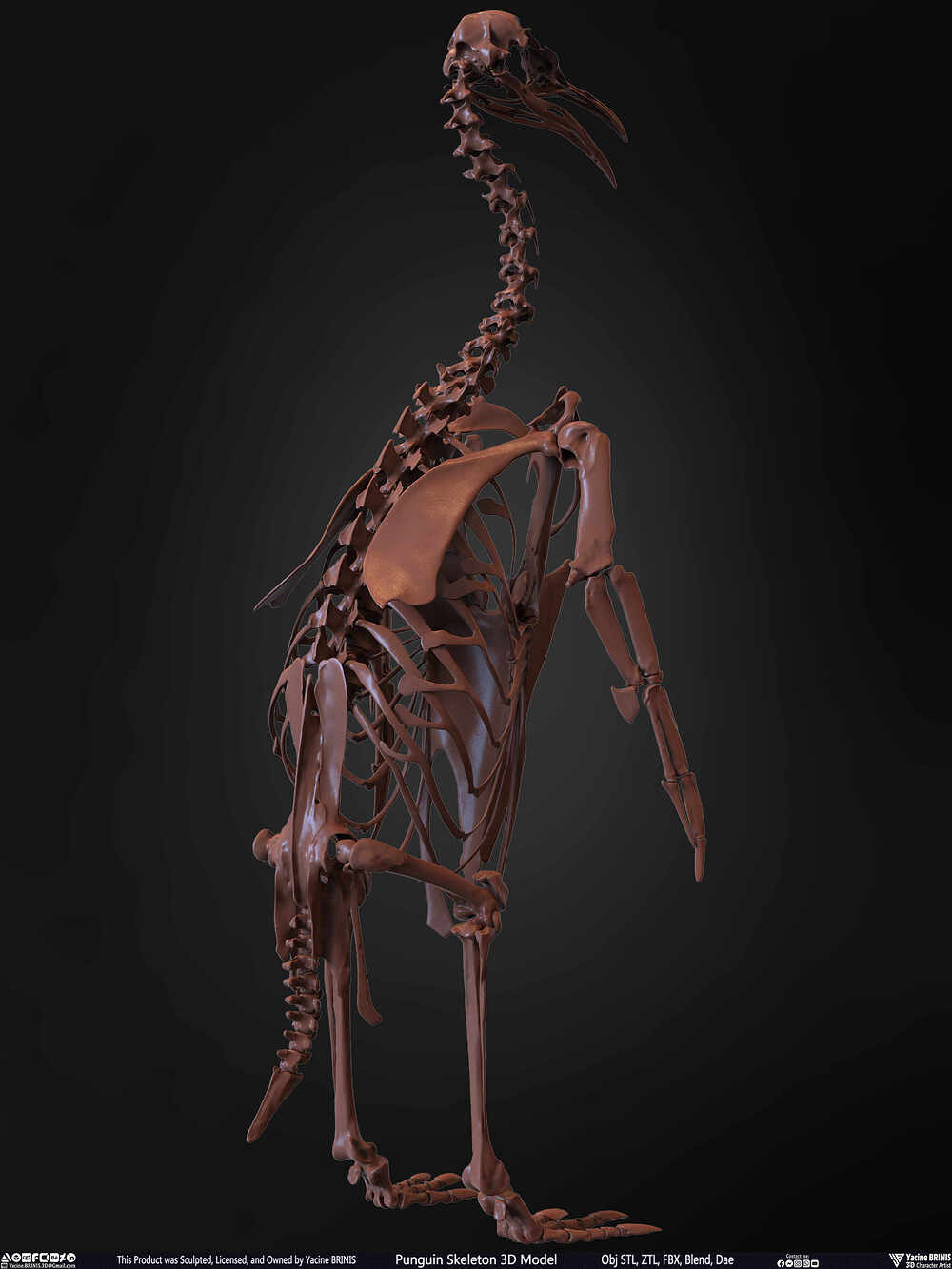 Punguin Skeleton 3D Model Sculpted by Yacine BRINIS Set 019