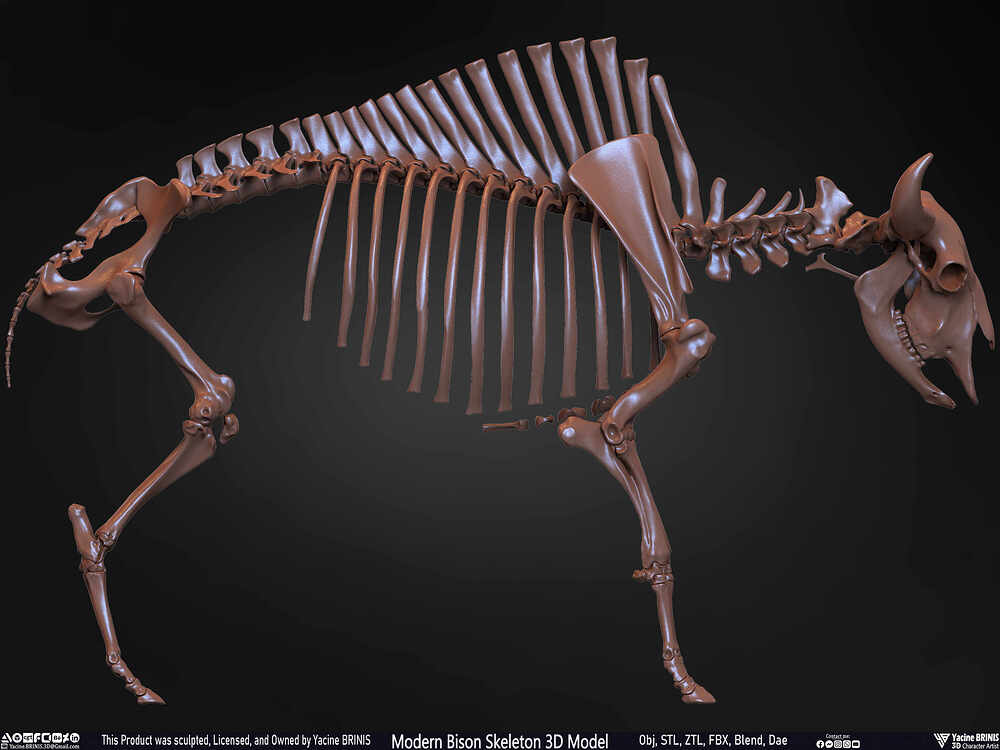 Modern Bison Skeleton 3D Model Sculpted by Yacine BRINIS Set 032