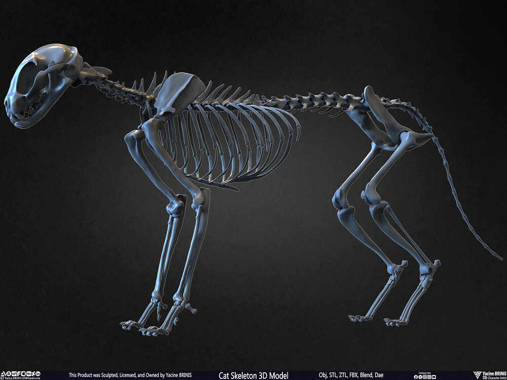 Highly Detailed Cat Skeleton 3D Model Sculpted by Yacine BRINIS Set 010