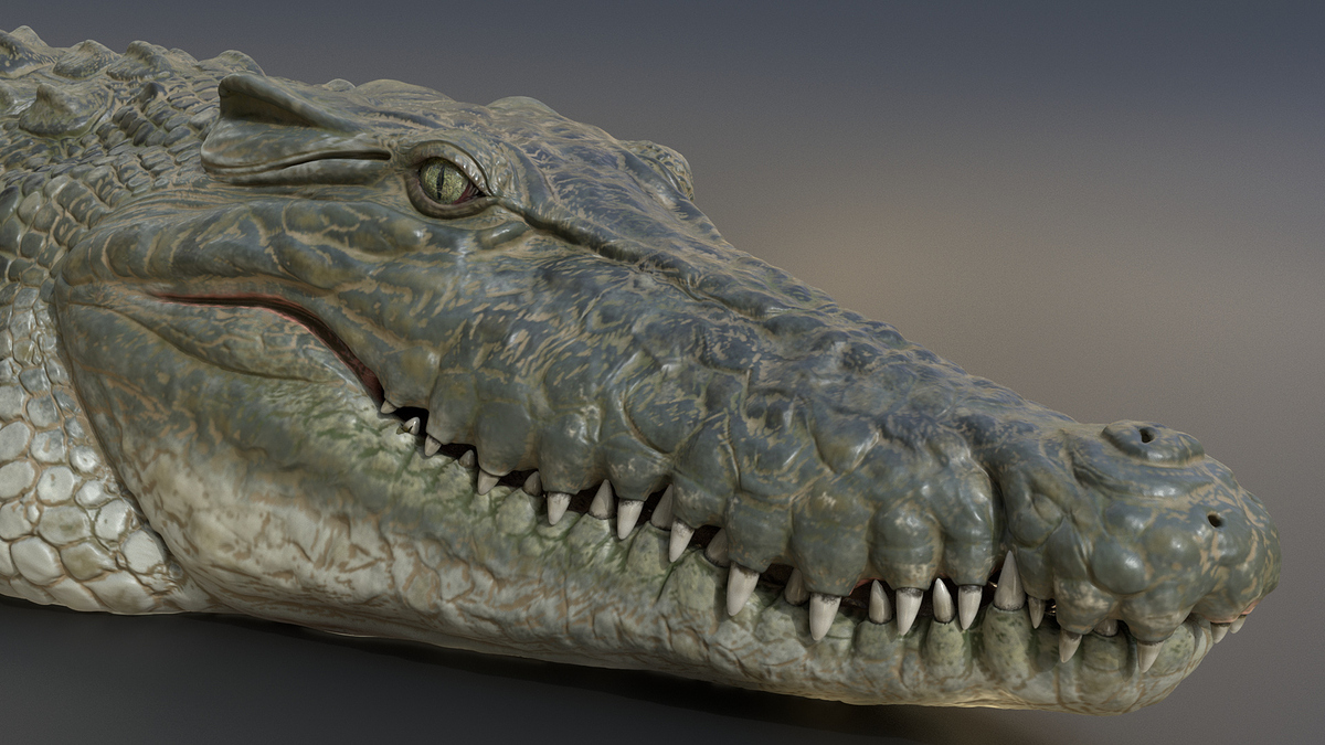 crocodile0001crocodile0001_10008