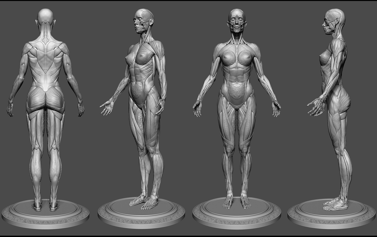 Farzin_Izadyar_Female_Anatomy_Kit_ZBrush