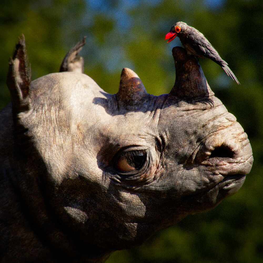 RhinoBirdA_Final05