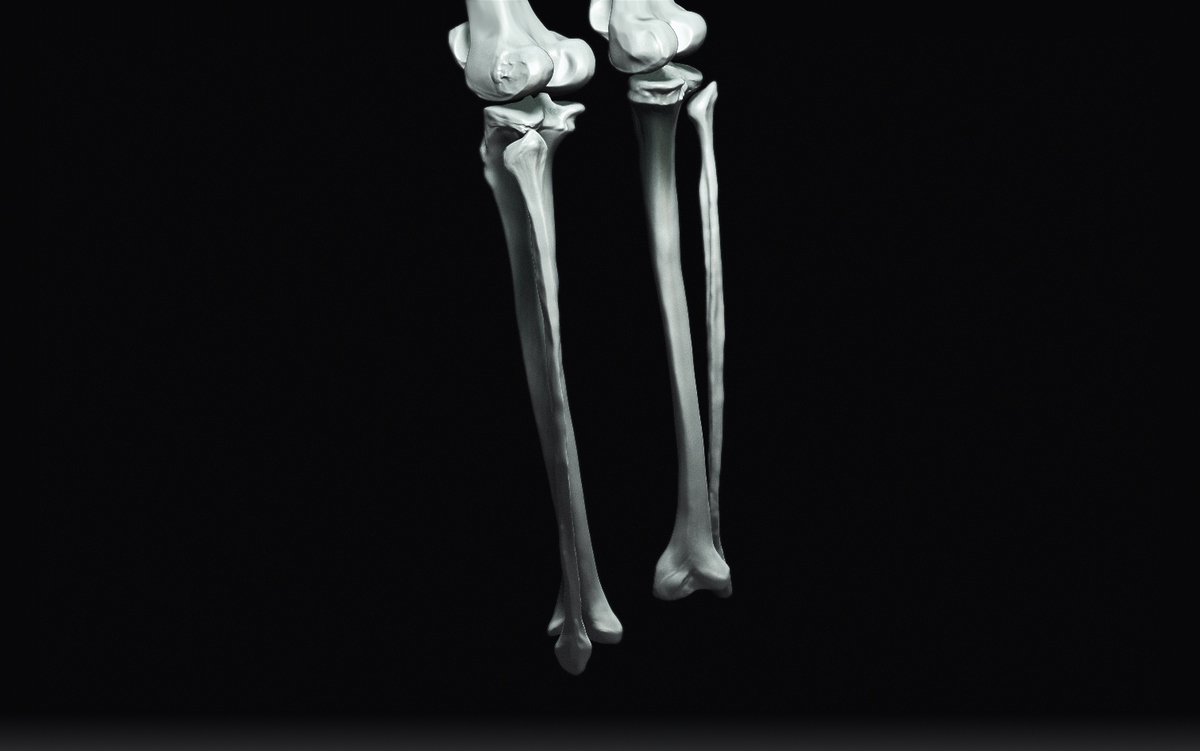 Fibula2