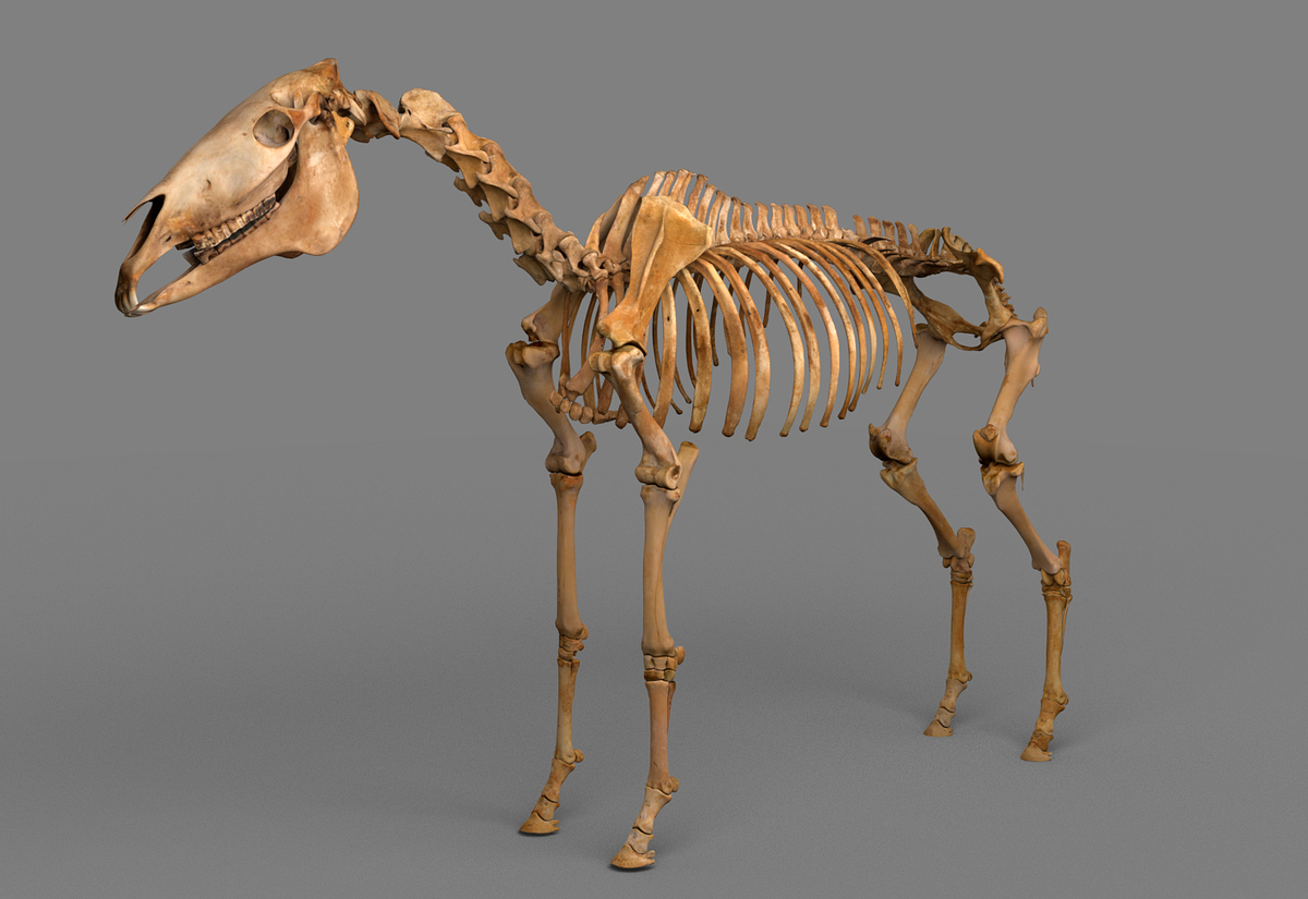 Vertebrates_horse_standing_zbc