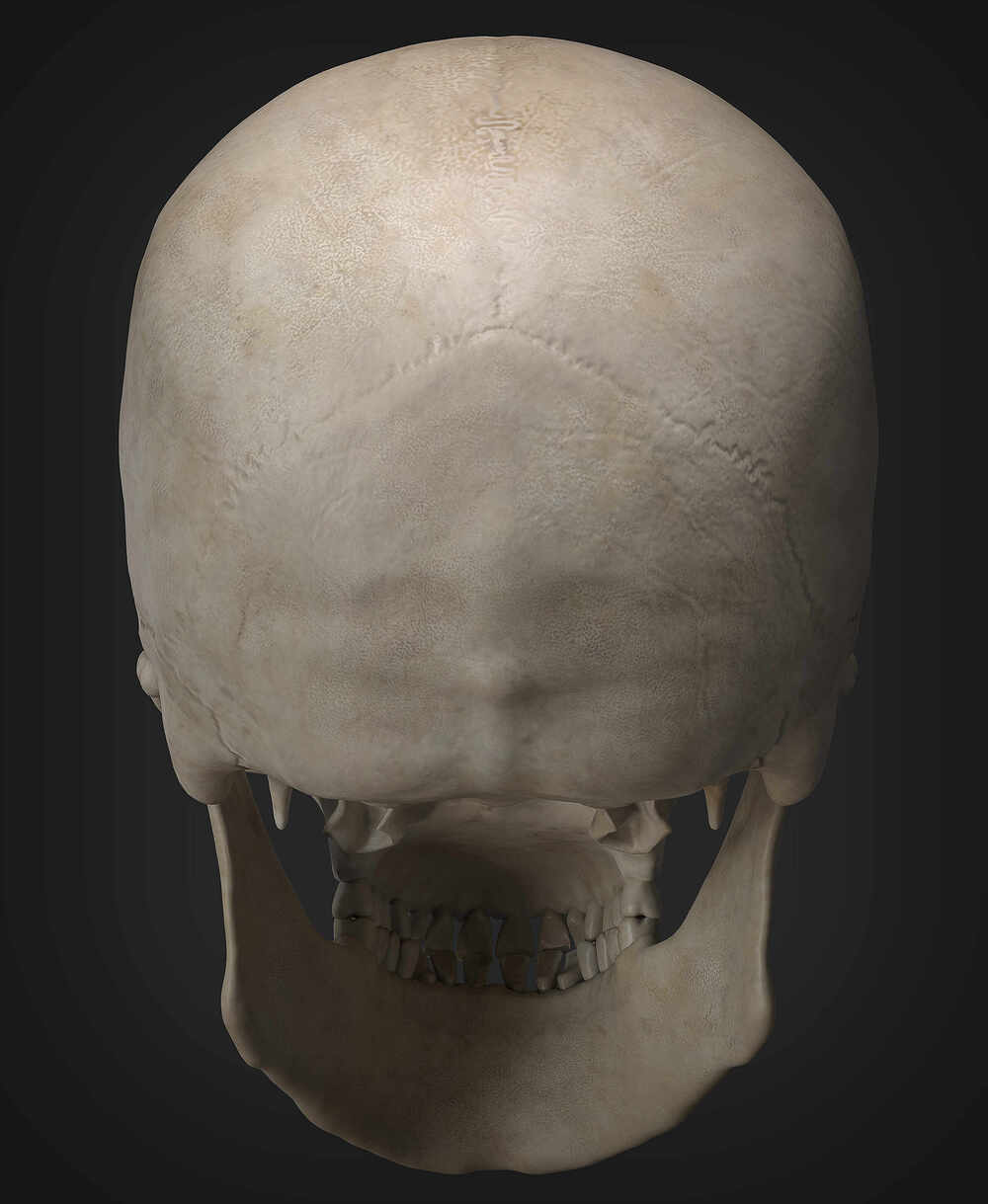 skull_03