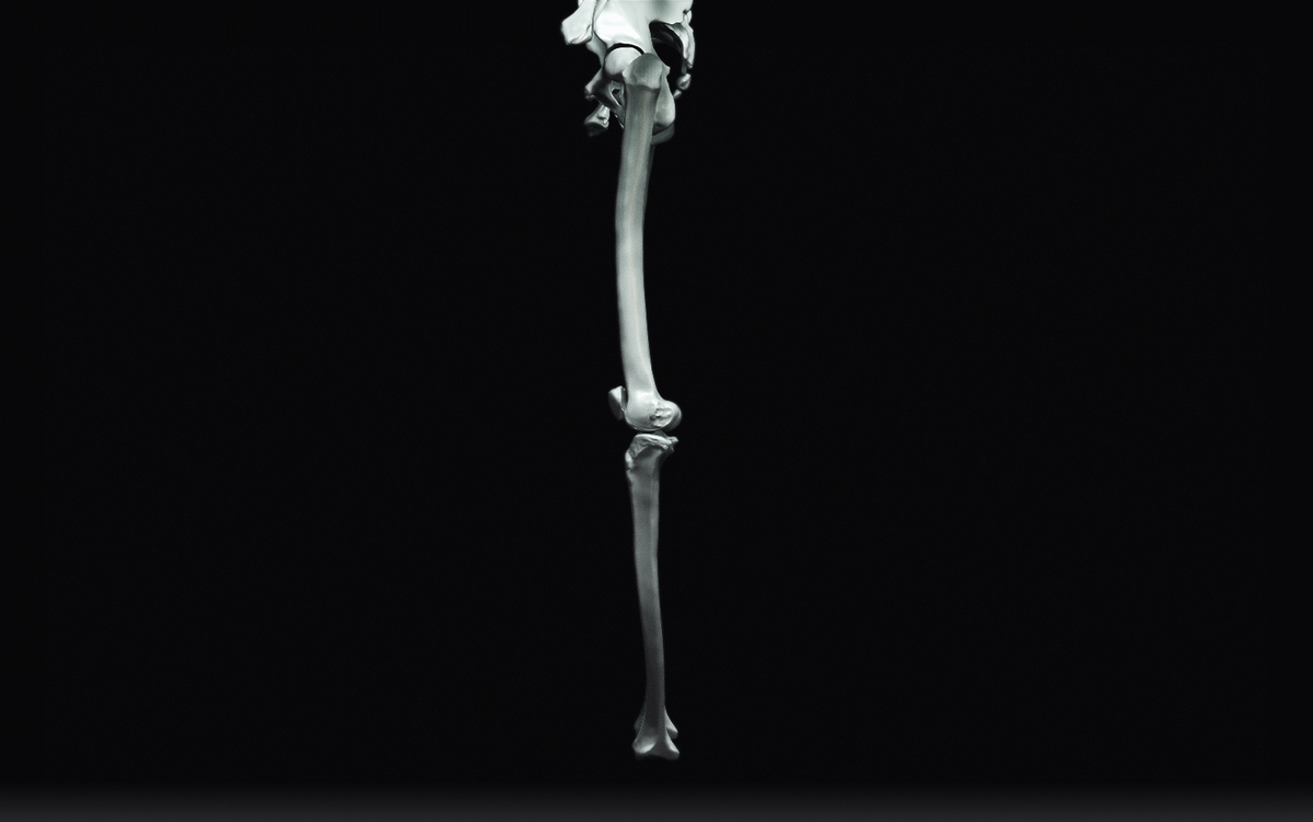 Tibia_LowerExtremety2