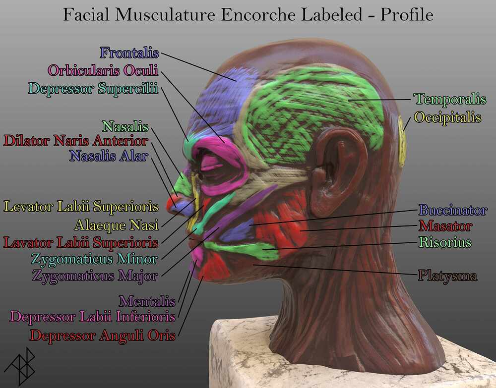Facial Musculare Ecorche Labeled - Profile
