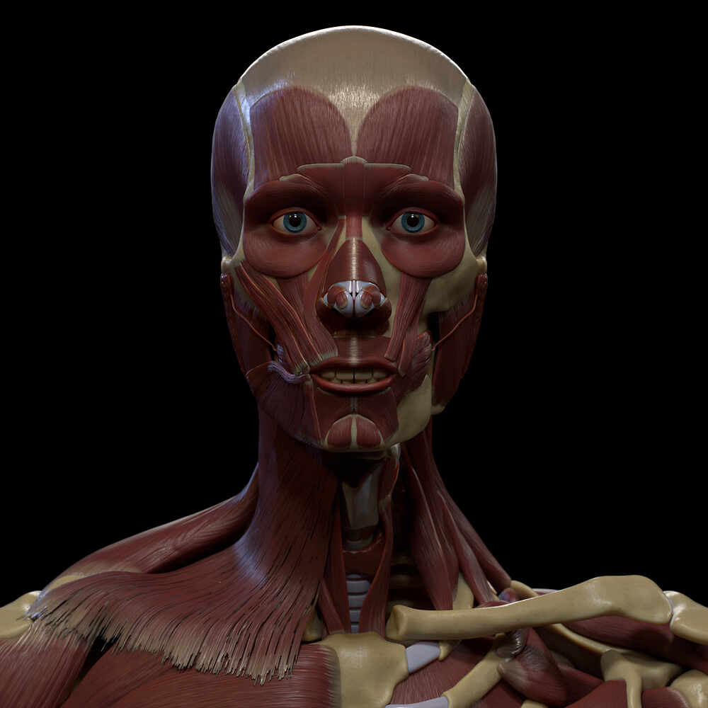 Face_Front