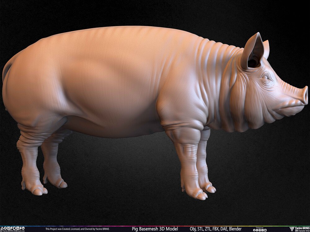 Pig Basemesh 3D Model Animal Anatomy Sculpted by Yacine BRINIS Set 056