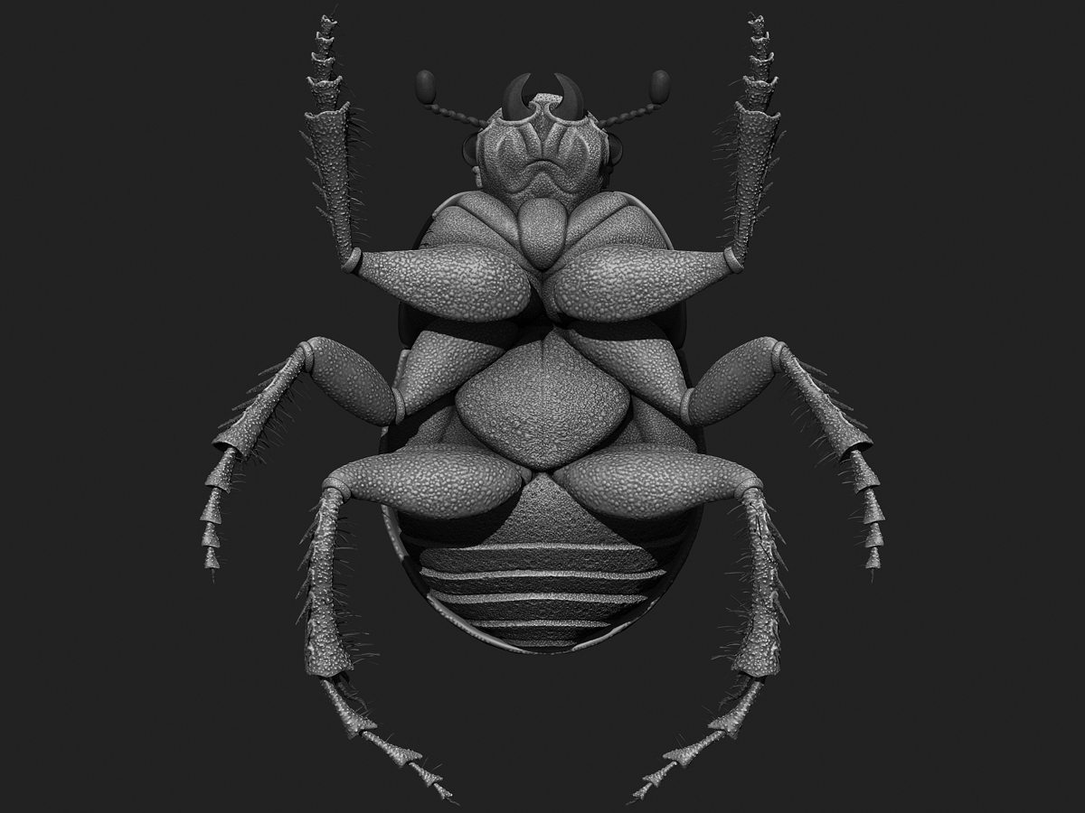 Bug%20Bottom